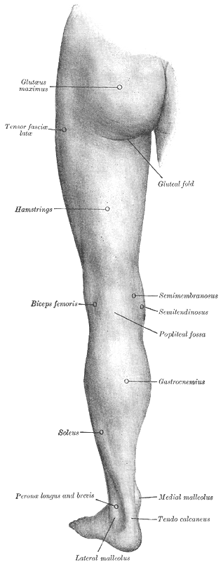 Hamstring Injury Anatomy