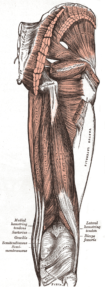 Hamstring Injury Muscle